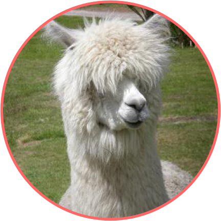 Llama Fur