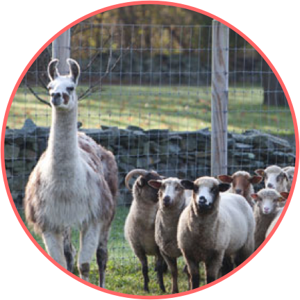 Llama Guards