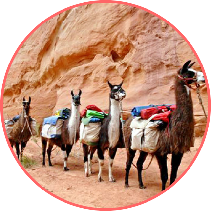 Llama Travel